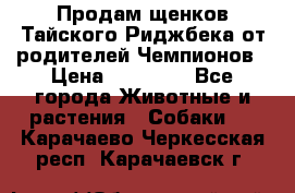 Продам щенков Тайского Риджбека от родителей Чемпионов › Цена ­ 30 000 - Все города Животные и растения » Собаки   . Карачаево-Черкесская респ.,Карачаевск г.